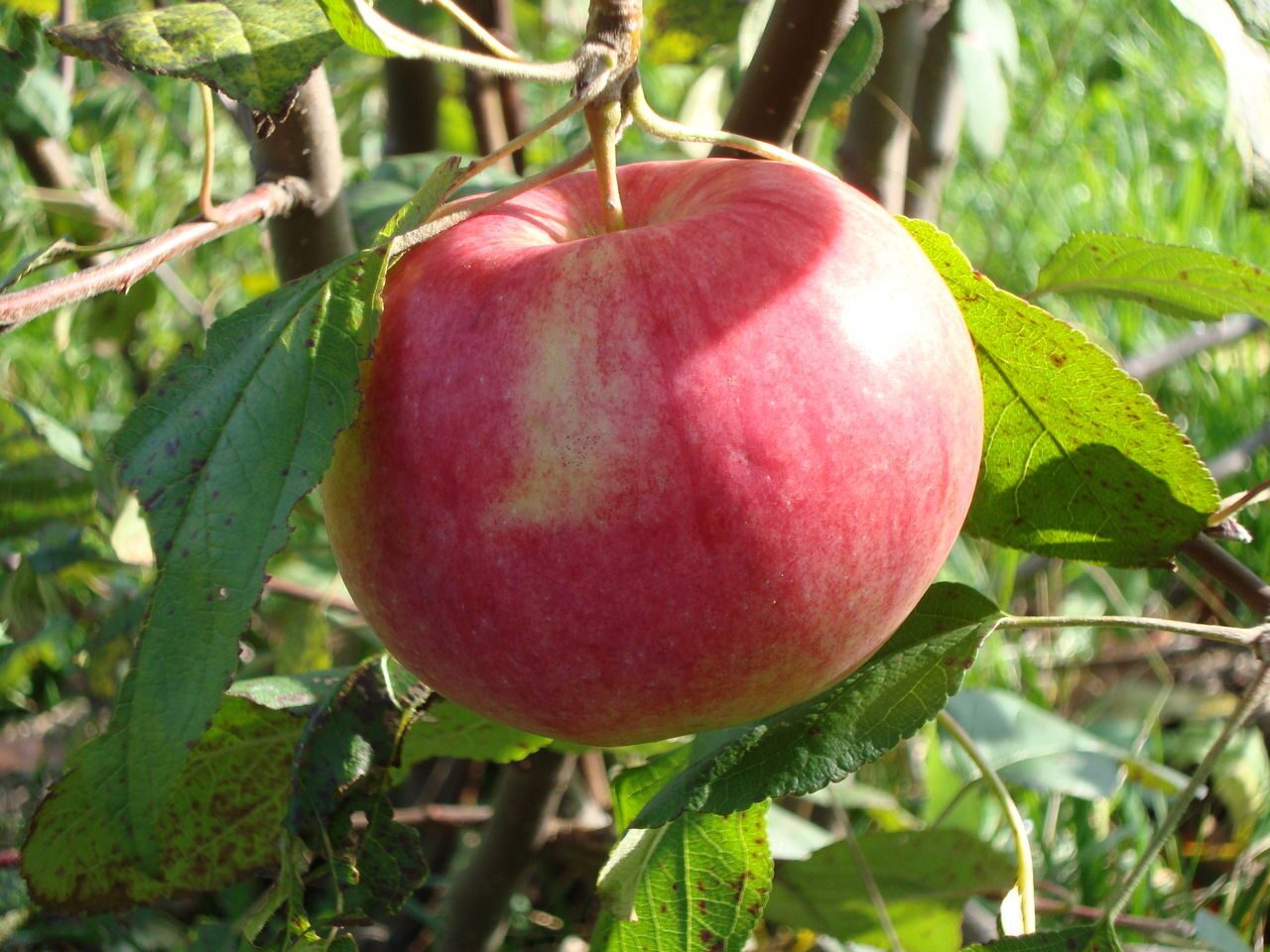 Ред мельба яблоня описание фото