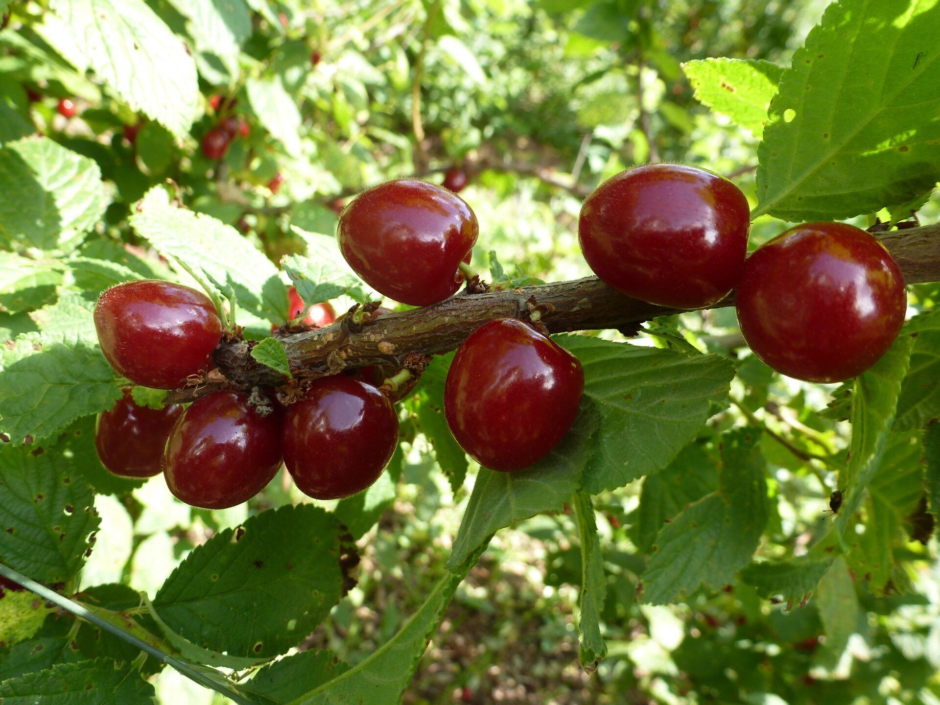 плоды войлочной вишни фото