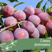 Слива Антонина (Хороль)